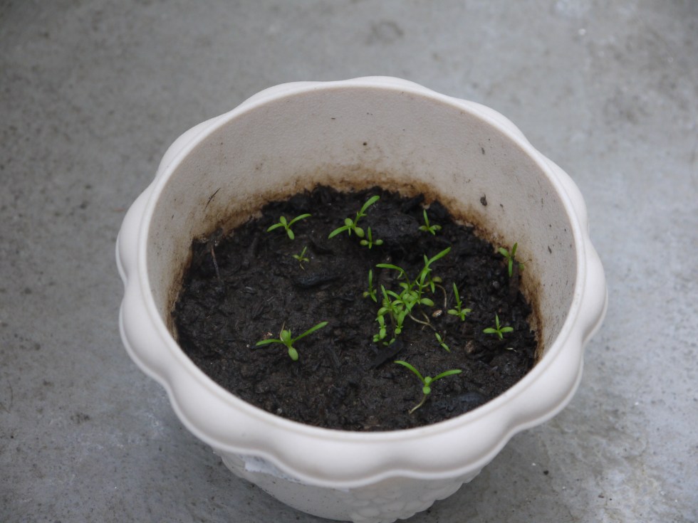 Basil growing on the "balcony" of my apartment.